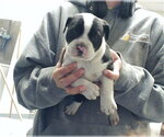 Small Mutt