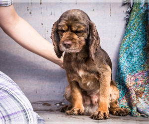 Cocker Spaniel Puppy for sale in WAKARUSA, IN, USA