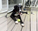 Small #9 Mutt