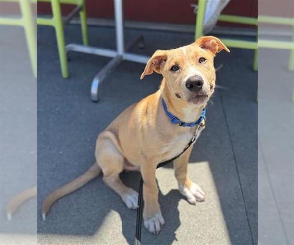 Medium Photo #1 American Pit Bull Terrier-Labrador Retriever Mix Puppy For Sale in San Francisco, CA, USA