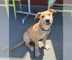 Small American Pit Bull Terrier-Labrador Retriever Mix