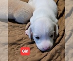 Small #3 Dachshund
