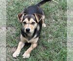 Small #1 Dachshund Mix