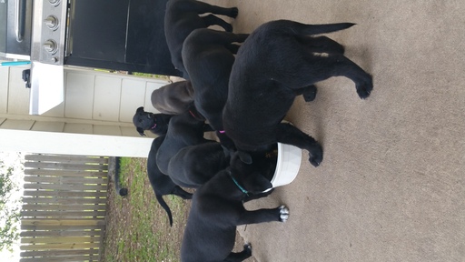 Medium Photo #1 Shepradors Puppy For Sale in SPRING, TX, USA