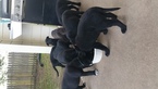Small Photo #1 Shepradors Puppy For Sale in SPRING, TX, USA