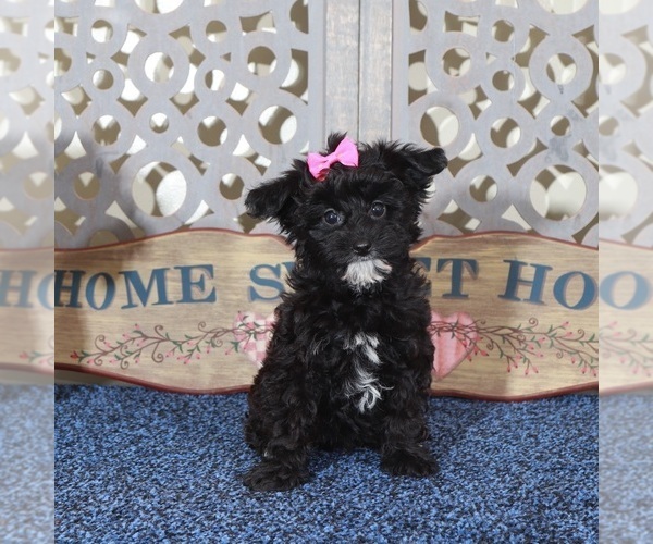 Medium Photo #2 YorkiePoo Puppy For Sale in MOUNT VERNON, OH, USA