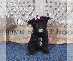 Small #1 YorkiePoo