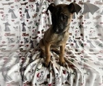 Small #3 Belgian Malinois