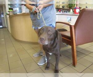 Labrador Retriever Dogs for adoption in Ocala, FL, USA