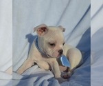 Small Photo #44 Boston Terrier Puppy For Sale in ALBANY, OH, USA