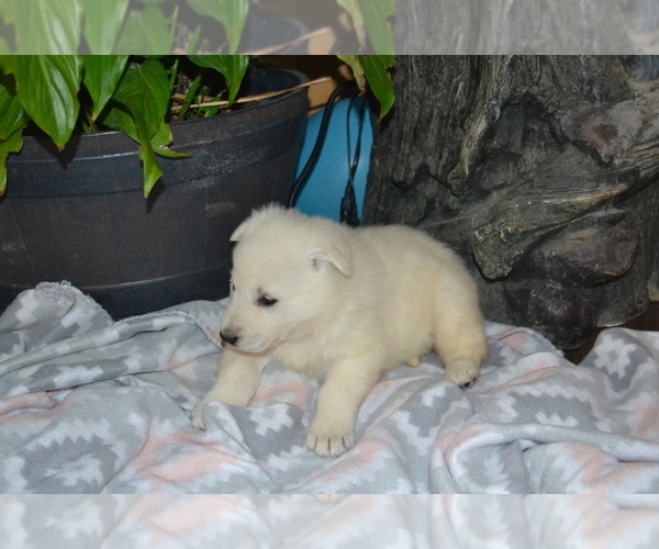 Medium Photo #2 German Shepherd Dog Puppy For Sale in GREENWOOD, WI, USA