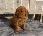 Puppy 4 Golden Retriever