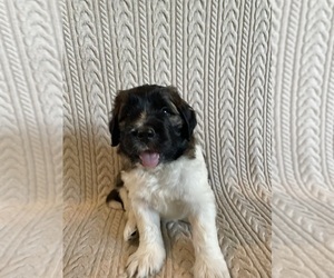 Saint Berdoodle Puppy for sale in ELK RIVER, MN, USA