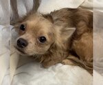 Small Photo #2 Boston Huahua Puppy For Sale in Texarkana, TX, USA