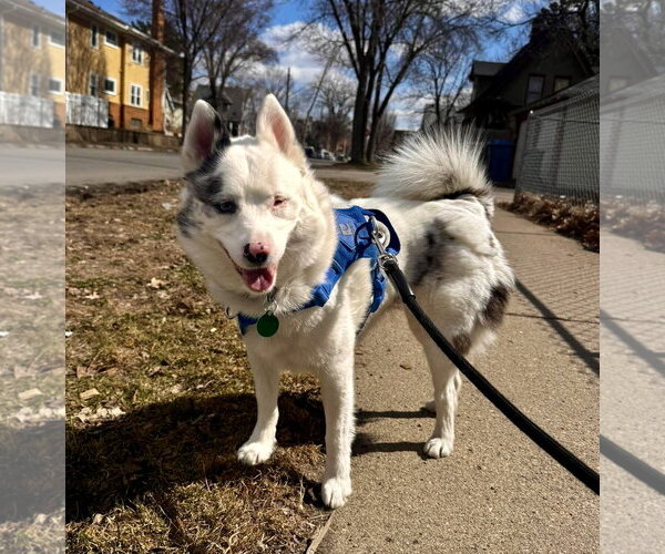 Medium Photo #2 Pomsky Puppy For Sale in St. Louis Park, MN, USA
