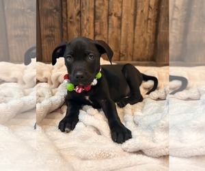 Great Dane-Unknown Mix Dogs for adoption in MIDWAY, UT, USA