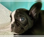 Small #10 French Bulldog