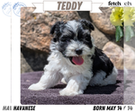 Puppy Teddy Havanese