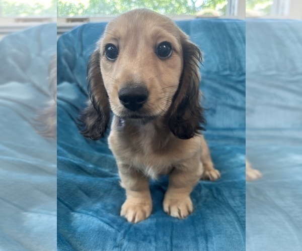 Medium Photo #3 Dachshund Puppy For Sale in MEMPHIS, TN, USA