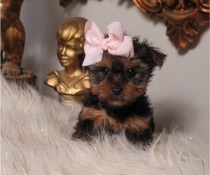 Yorkshire Terrier Puppy for sale in INDIANAPOLIS, IN, USA