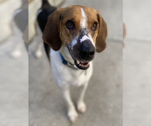 Medium Photo #10 Treeing Walker Coonhound-Unknown Mix Puppy For Sale in Chester, NJ, USA