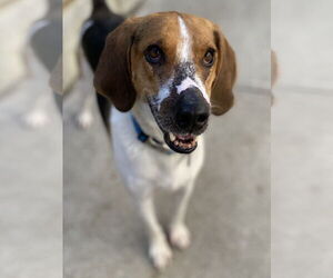 Duke - Male Treeing Walker Coonhound-Unknown Mix Dog for Adoption - Photo #10