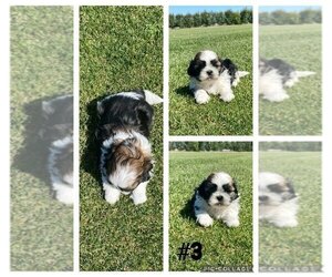 Shih Tzu Puppy for sale in ESCALON, CA, USA