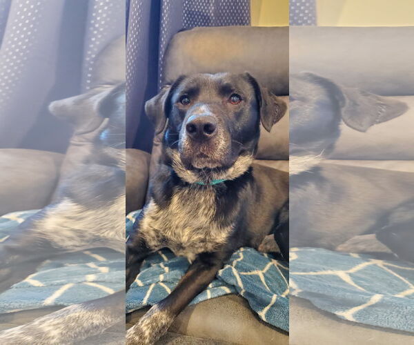 Medium Photo #2 Retriever -Unknown Mix Puppy For Sale in Woodbury, NY, USA