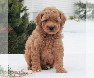Goldendoodle-Poodle (Miniature) Mix Puppy for sale in GAP, PA, USA