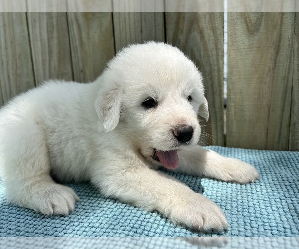Medium Photo #9 Great Pyrenees Puppy For Sale in JERSEYVILLE, IL, USA