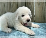 Small Photo #9 Great Pyrenees Puppy For Sale in JERSEYVILLE, IL, USA