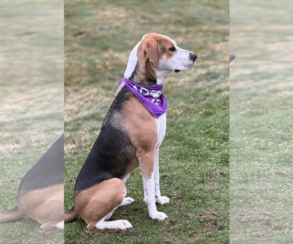 Medium Photo #5 Coonhound-Unknown Mix Puppy For Sale in Spring Lake, NJ, USA