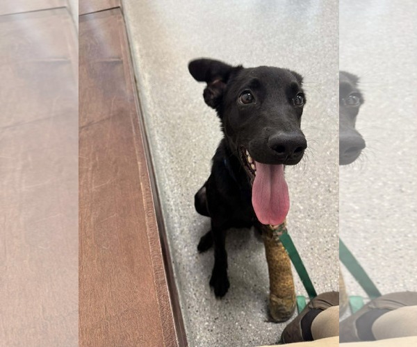 Medium Photo #10 Labrador Retriever-Unknown Mix Puppy For Sale in Holly Springs, NC, USA