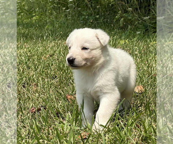 Medium Photo #4 German Shepherd Dog Puppy For Sale in CARDINGTON, OH, USA