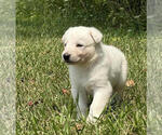 Small #3 German Shepherd Dog