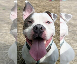 Corbin - Male Mutt Dog for Adoption - Photo #15