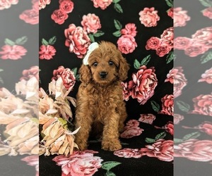 Cock-A-Poo Puppy for sale in BIRD IN HAND, PA, USA