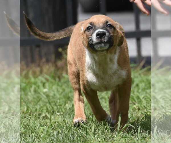 Medium Photo #3 Mutt Puppy For Sale in Mechanicsburg, PA, USA