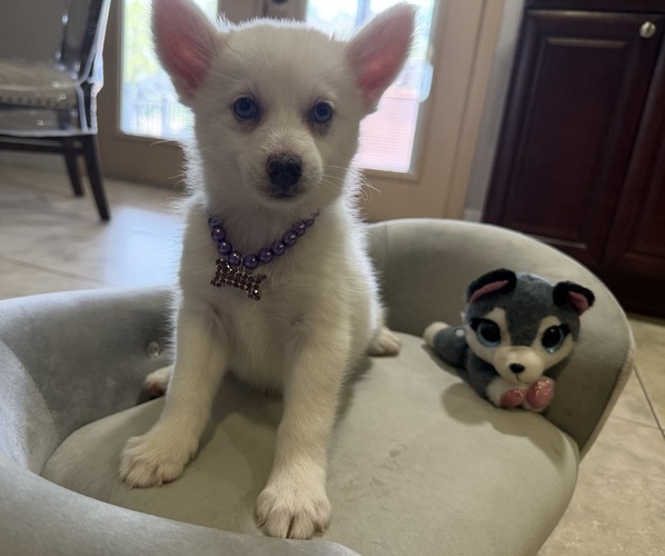 Medium Photo #1 Pomsky Puppy For Sale in WEBSTER, FL, USA