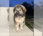 Small #2 Wheaten Terrier Mix