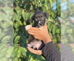 Small #4 Chihuahua Mix