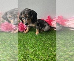 Small Photo #5 Dachshund Puppy For Sale in DAYTONA BEACH, FL, USA