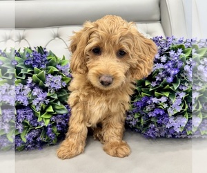 Double Doodle Litter for sale in LAGRANGE, GA, USA