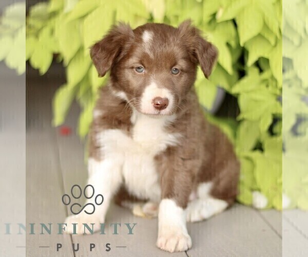 Medium Photo #2 Border Collie Puppy For Sale in QUARRYVILLE, PA, USA