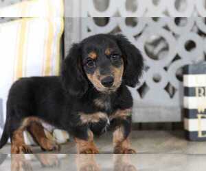 Dachshund Puppy for sale in MOUNT VERNON, OH, USA