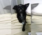 Small Chihuahua Mix