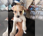 Small Photo #3 Jack Russell Terrier-Maltipoo Mix Puppy For Sale in ONTARIO, CA, USA