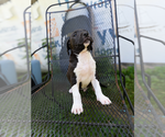 Small #4 American Pit Bull Terrier