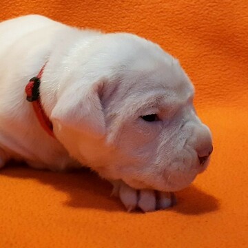 Medium Photo #215 Dogo Argentino Puppy For Sale in PINEVILLE, MO, USA