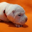Small Photo #215 Dogo Argentino Puppy For Sale in PINEVILLE, MO, USA